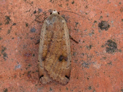 large yellow underwing (Noctua pronuba) Kenneth Noble